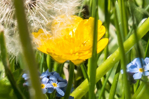 Apfelblüte- Symbol für Beratung